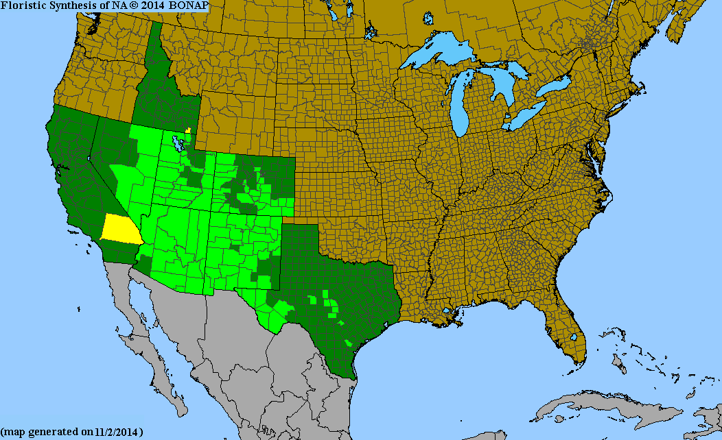 County distribution map of Asclepias asperula ssp. asperula - Spider Antelope-Horns